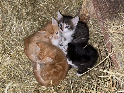 Katzenbabys