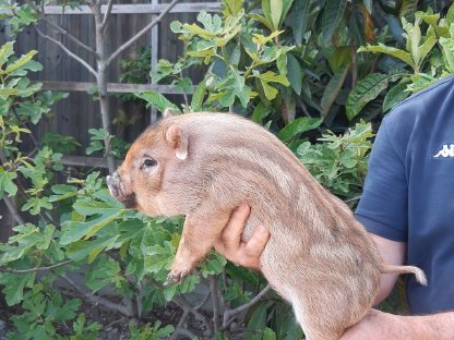 Microschweine