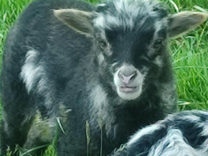Ouessant, Quessant, Zwergschaf, Minischaf