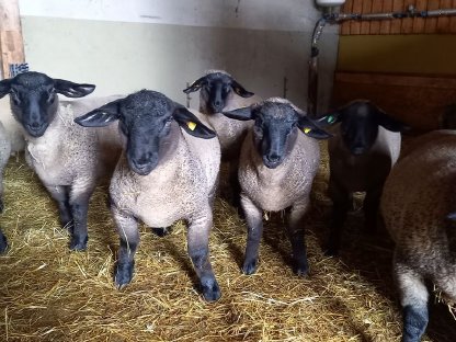 Bild 5:Suffolk-Bocklämmer