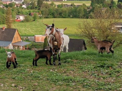 Brave Mutterziege mit drei Kitz