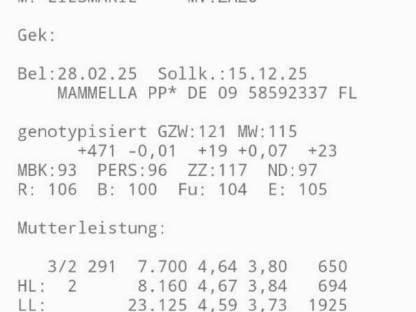 Trächtige Fleckviehzuchtkalbin