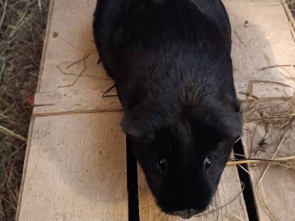Meerschweinchen