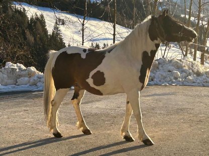 Haflinger x Pinto Hengst zu verkaufen