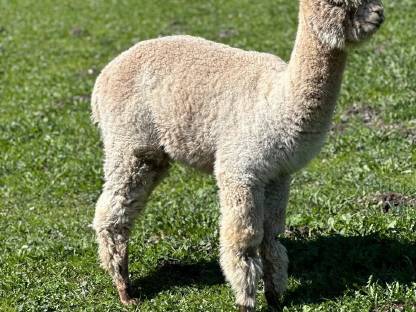 Bild 2:Alpaka Zuchtstuten, Hengste, Freizeittiere