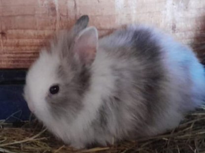 Kaninchen