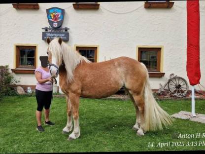 Haflinger Zuchtstute Rhenna