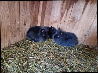 Bild 4:Löwenkopf Zwerghasen