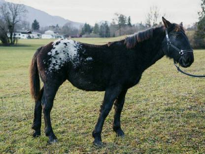 Bild 4:Noriker, Stute, 1 Jahr, Lendentiger, sozial und ruhig