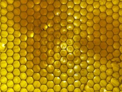 Bild 3:Carnica Bienenvolk/Ablegervolk aus 2025 mit F1 Königin