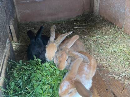 Bild 2:Fleischhasen, 10 Wochen