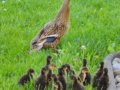 Ente mit 15 Küken