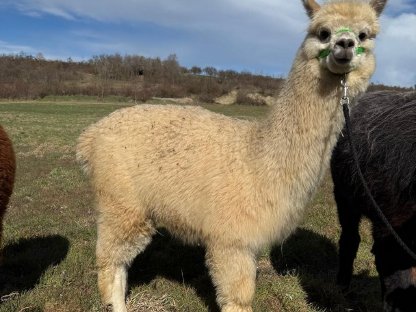 Bild 8:Alpaka Junghengste