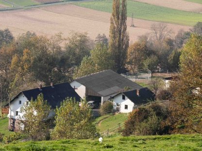 Praktikumsplatz Pferdezucht