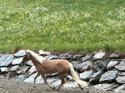 Bild 3:Zuchtstute zu verkaufen