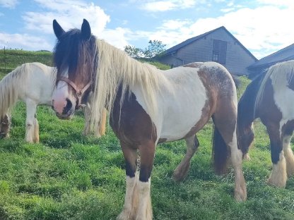Bild 4:Irish Cob Stute, Tinker