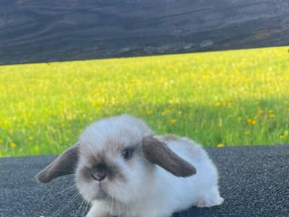 Bild 4:Zwergkaninchen