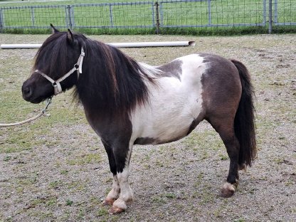 Bild 3:Mini-Shetland Staatsprämien Stute