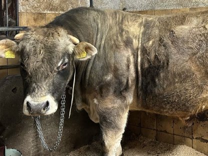 Stier