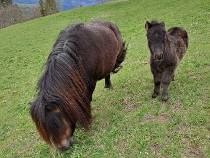 Bild 3:Minipony