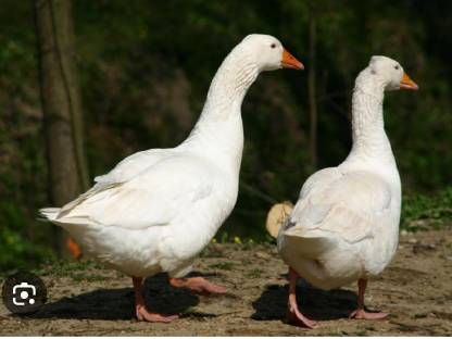 Ich suche Gänse