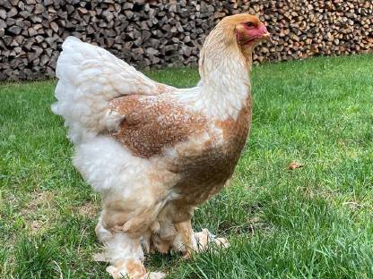 Bild 3:Brahma Bruteier