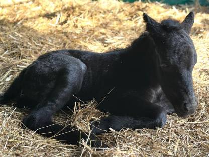 Bild 5:Dartmoor Ponyfohlen zu verkaufen