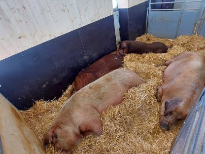 Bild 4:Duroc Ferkel