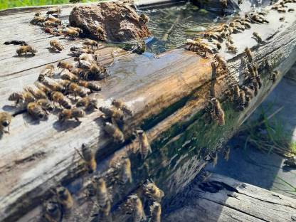 Bienen