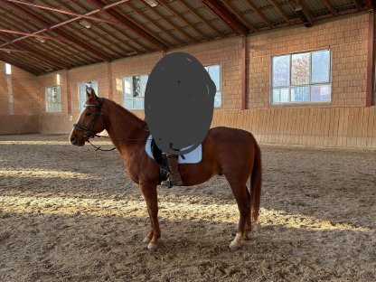 Bild 4:American Quater Horse - 11 Jahre