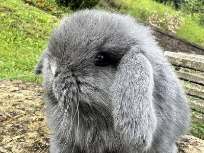 Baby Hasen Mini Lop