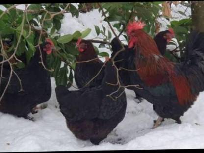 Bild 3:Bruteier von reinrassigen Maran schwarz-kupfer