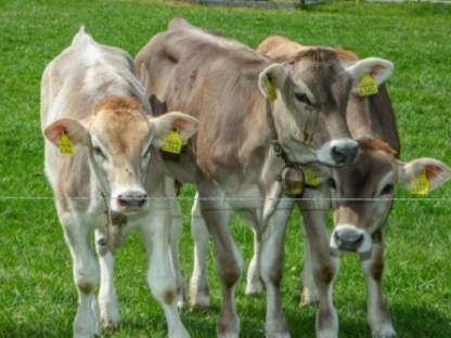 Suche Braunvieh oder Brown Swiss Kälber