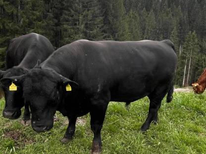 Bio Angusstier zu verleihen