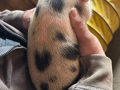 Zwergschweine