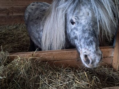 PONY zu verkaufen