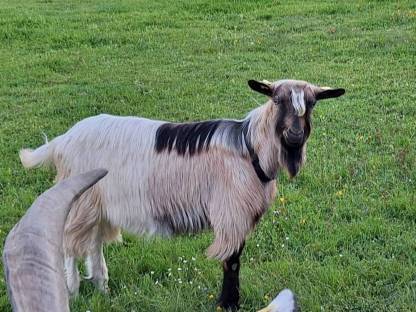 Ziegenbock