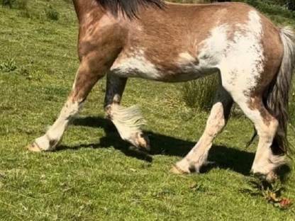 Tinker Stute sucht neues Zuhause