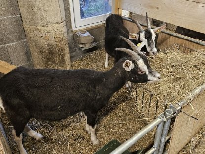Bündner Strahlenziegen