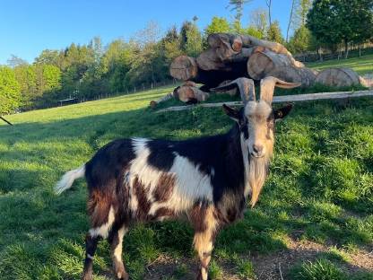 Bild 2:Tauernscheckenbock