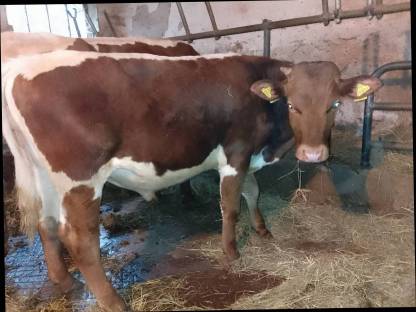 köhrfahiger PINZGAUER JUNGSTIER mit HB