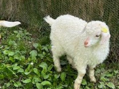 Zwerg-Zebu und Cashgora Ziege
