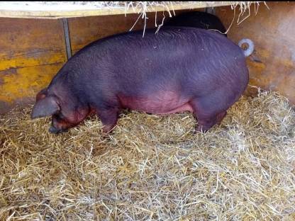 Trächtige Bio Duroc Jungsau