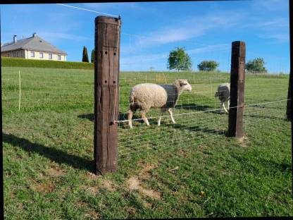 Bild 2:Merino Schaf Widder