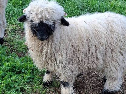 Bild 2:Waliser Schwarznasenschaf