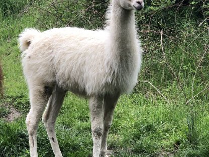 Lamas