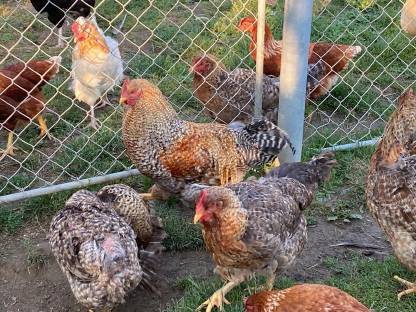 Bielefelder Kennhuhn