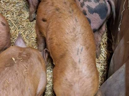 Bio Duroc x Pit Eber