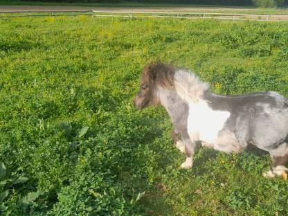 Mini Shetland Pony