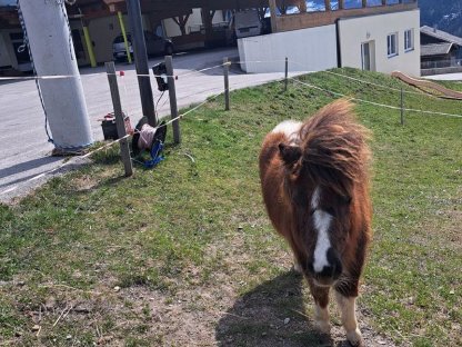 Bild 3:Mini-Shetty-Stute